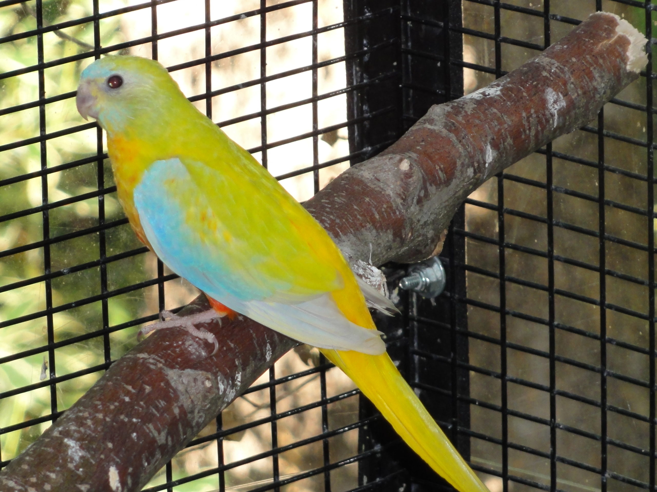 #A09 (dilute, opaline 0.1)