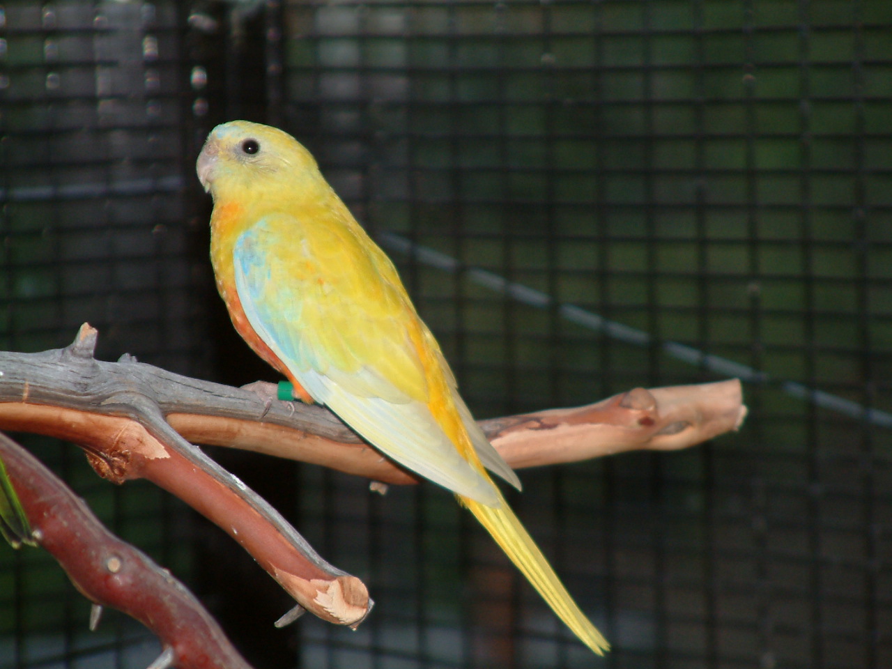#29 (dilute, opaline 0.1)