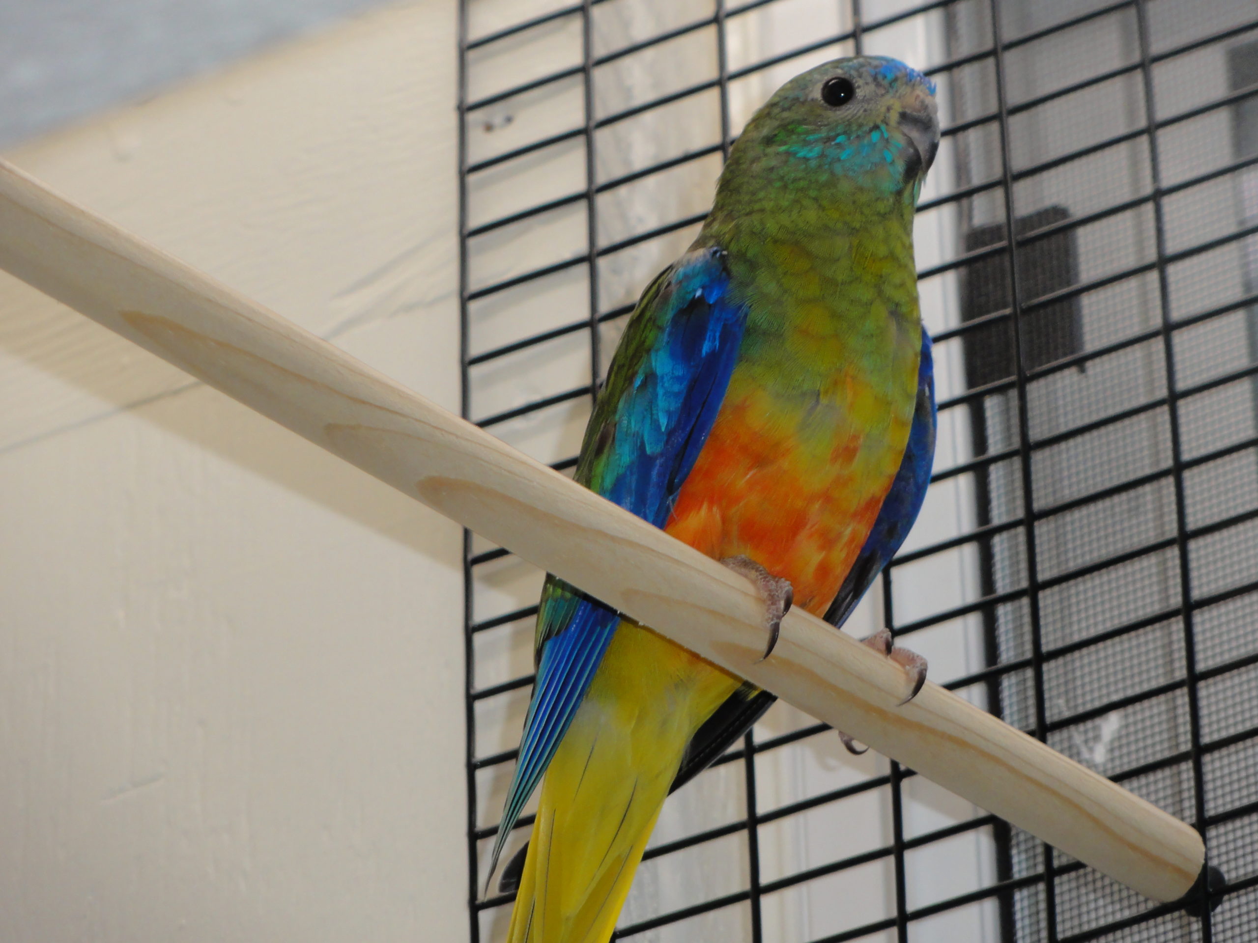 #39 (normal / dilute, opaline 1.0)
