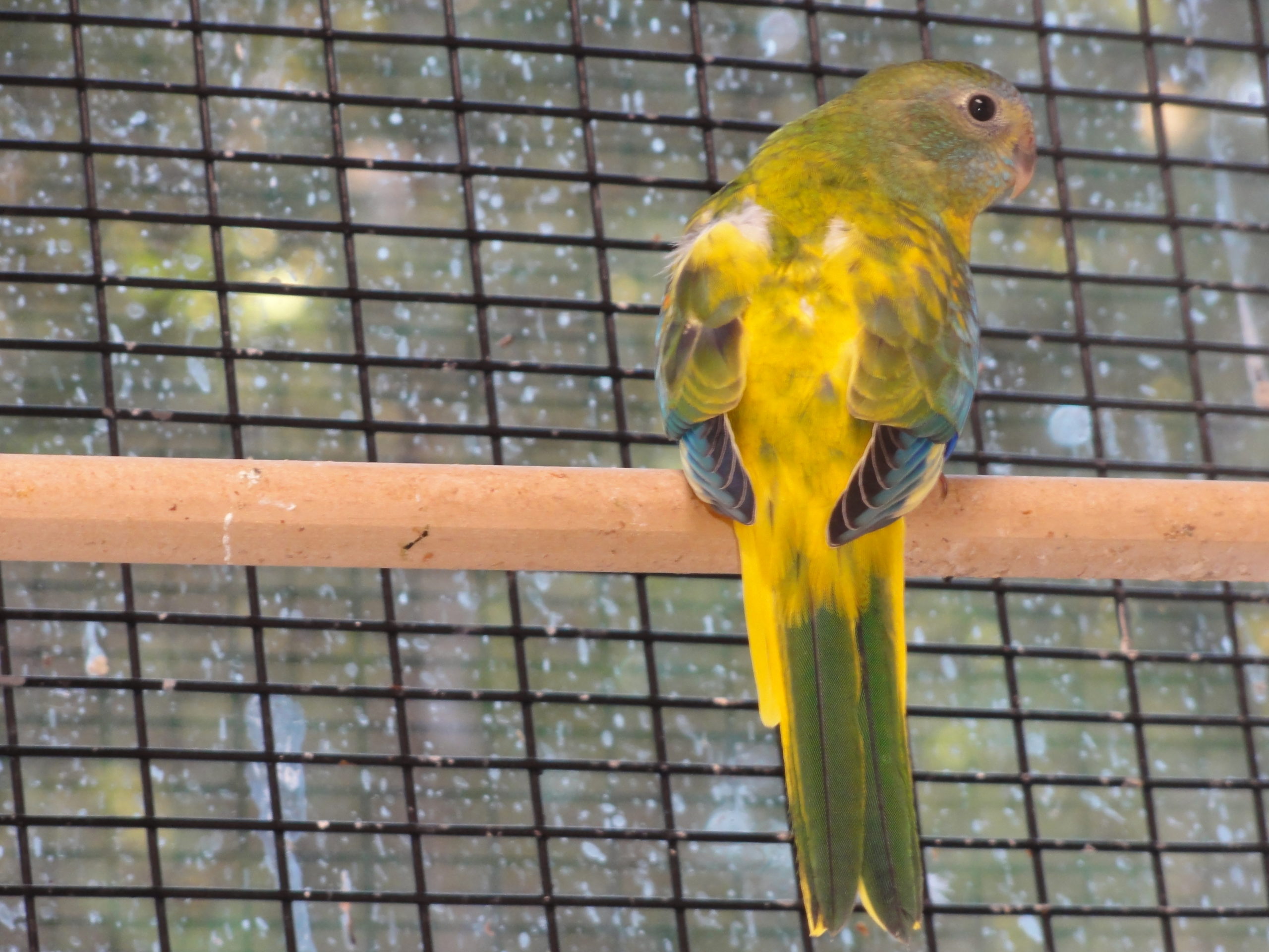 #32 (normal, opaline / dilute 0.1)