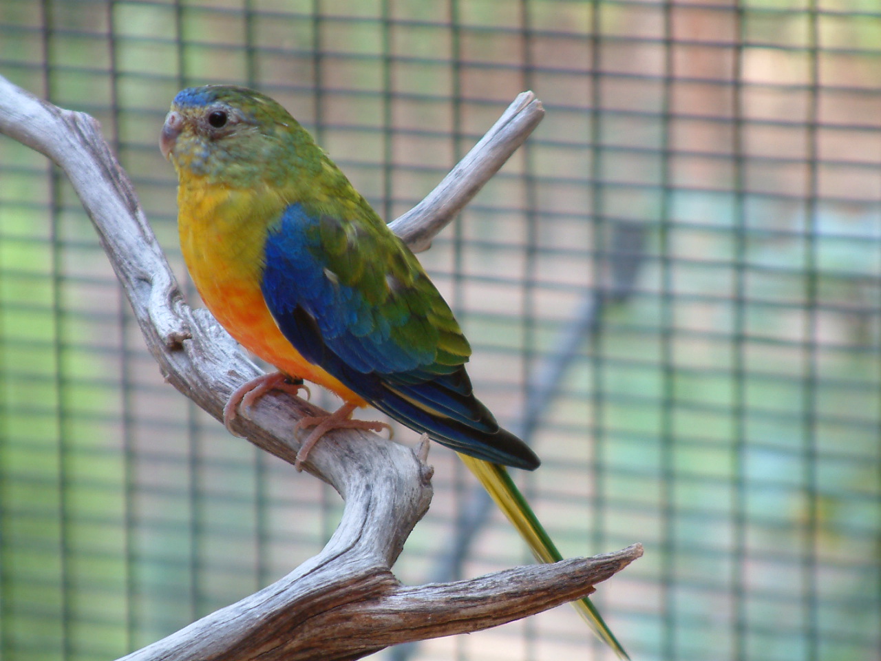 #A15 (normal, opaline 0.1)