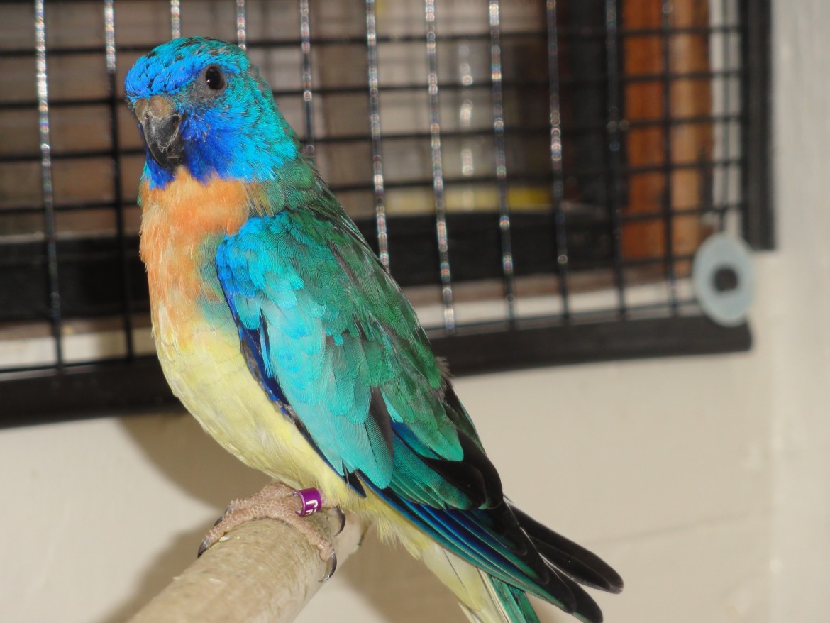Splendid Parakeets Archives Lantana Aviary