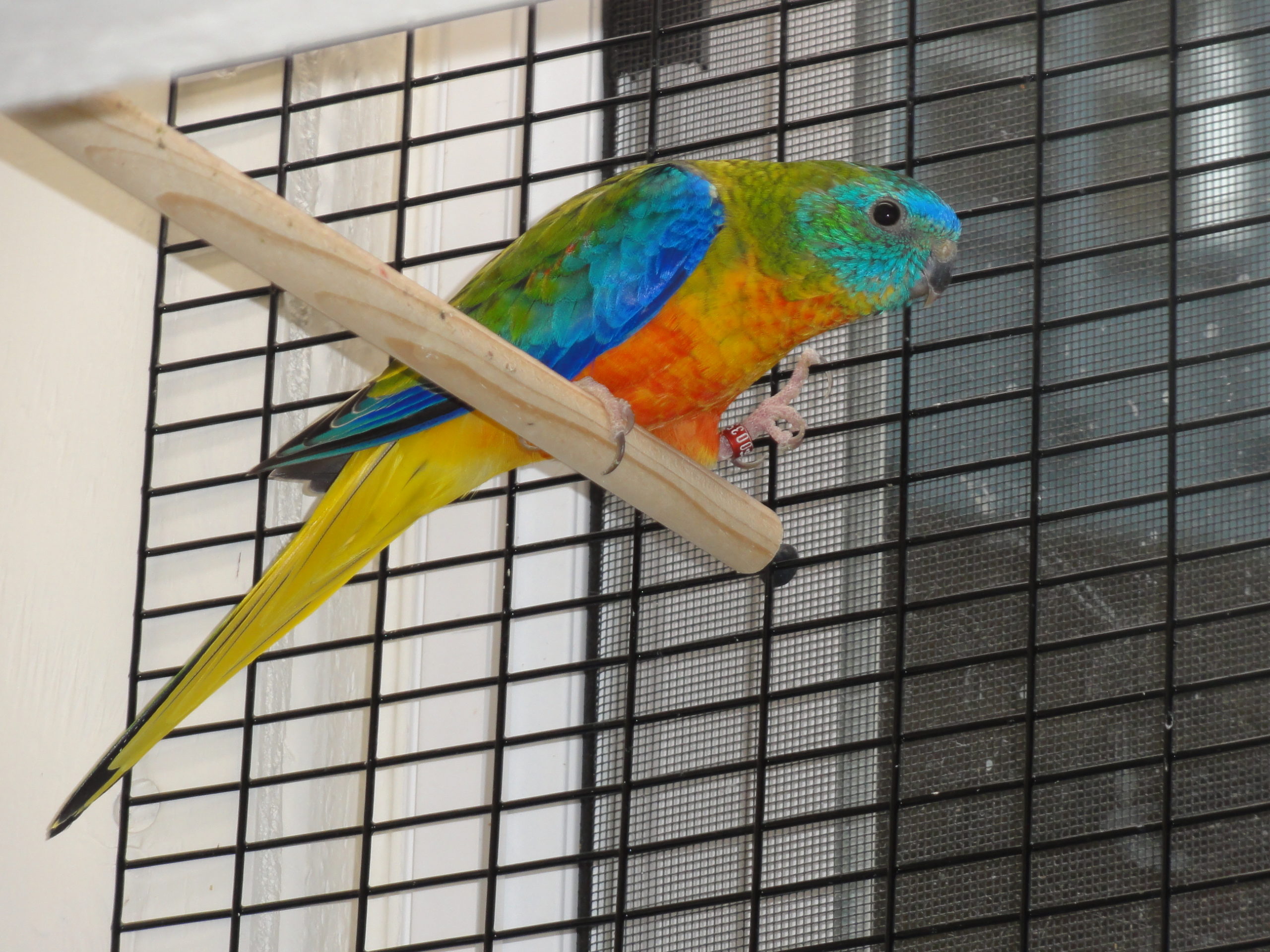 #35 (normal, opaline / dilute 1.0)