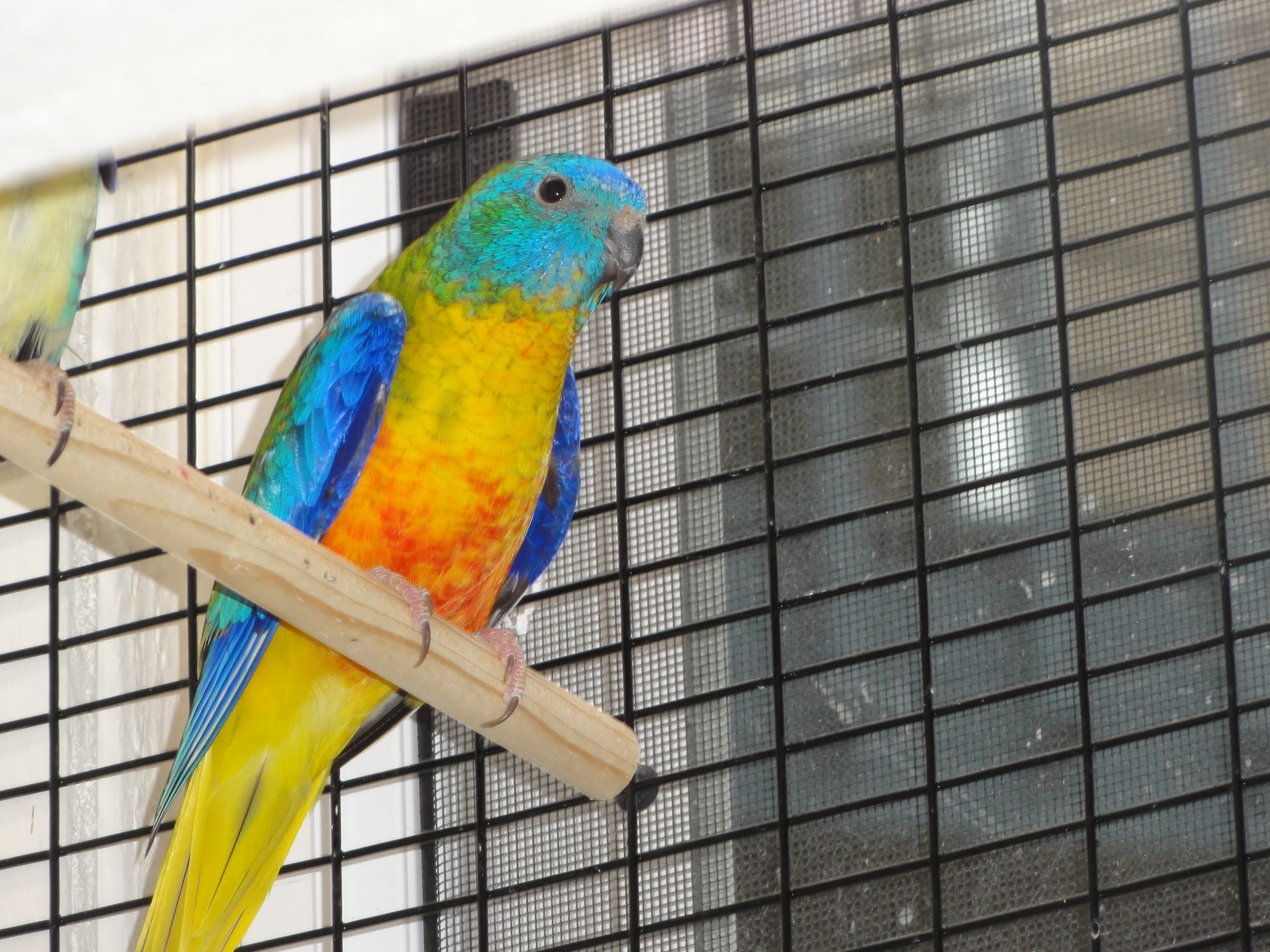#33 (normal, opaline / dilute 1.0)
