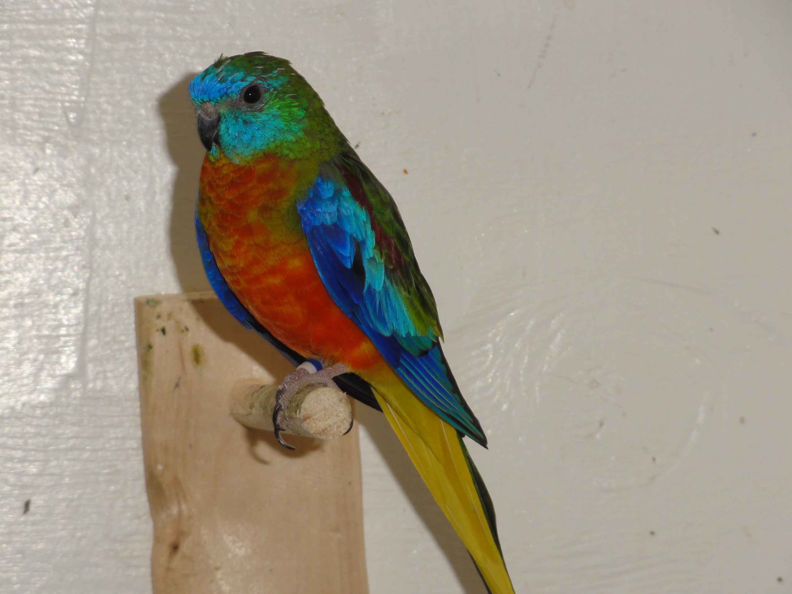 #A14 (normal / dilute, opaline 1.0)