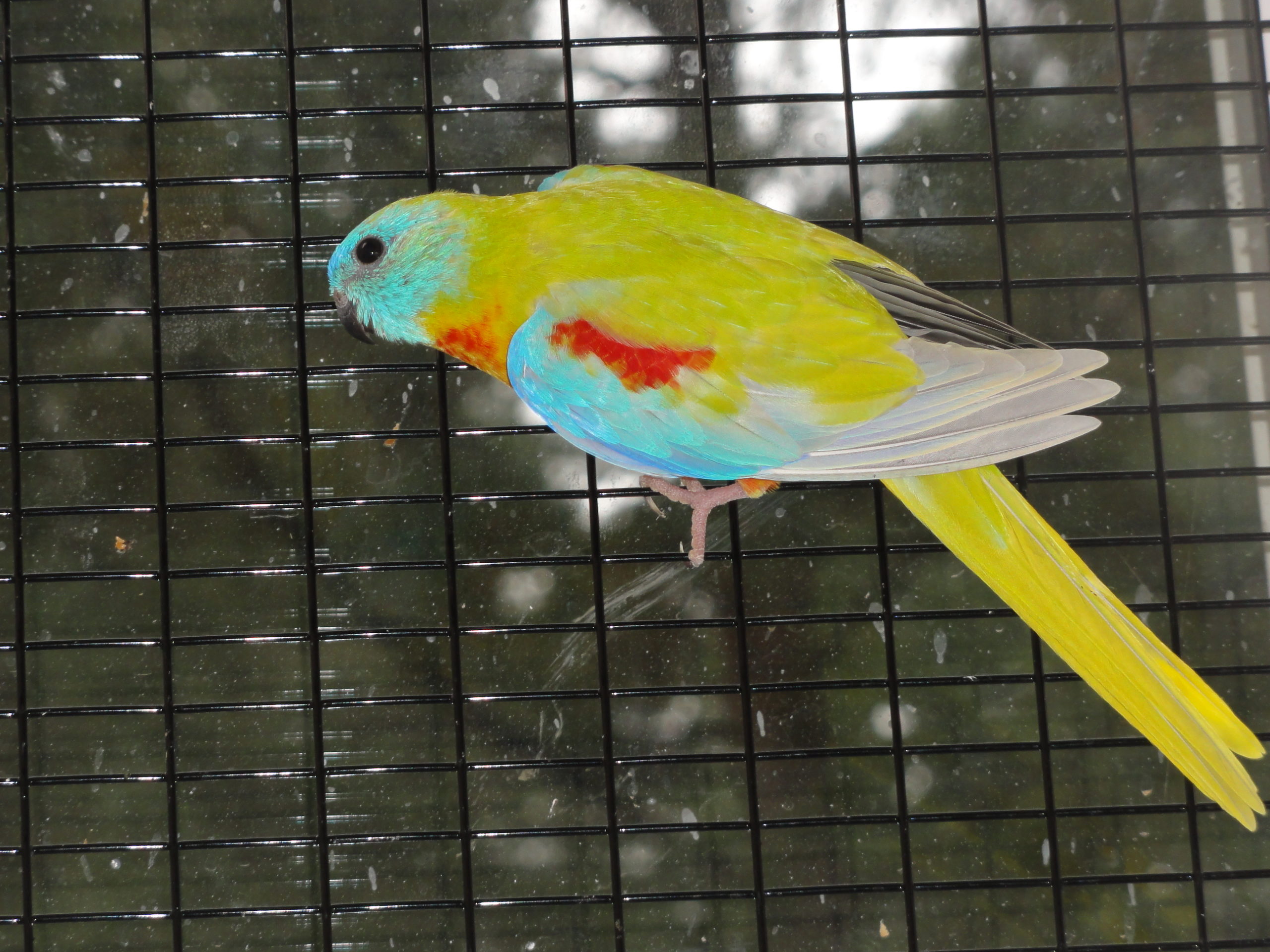 #A11 (dilute / opaline 1.0)