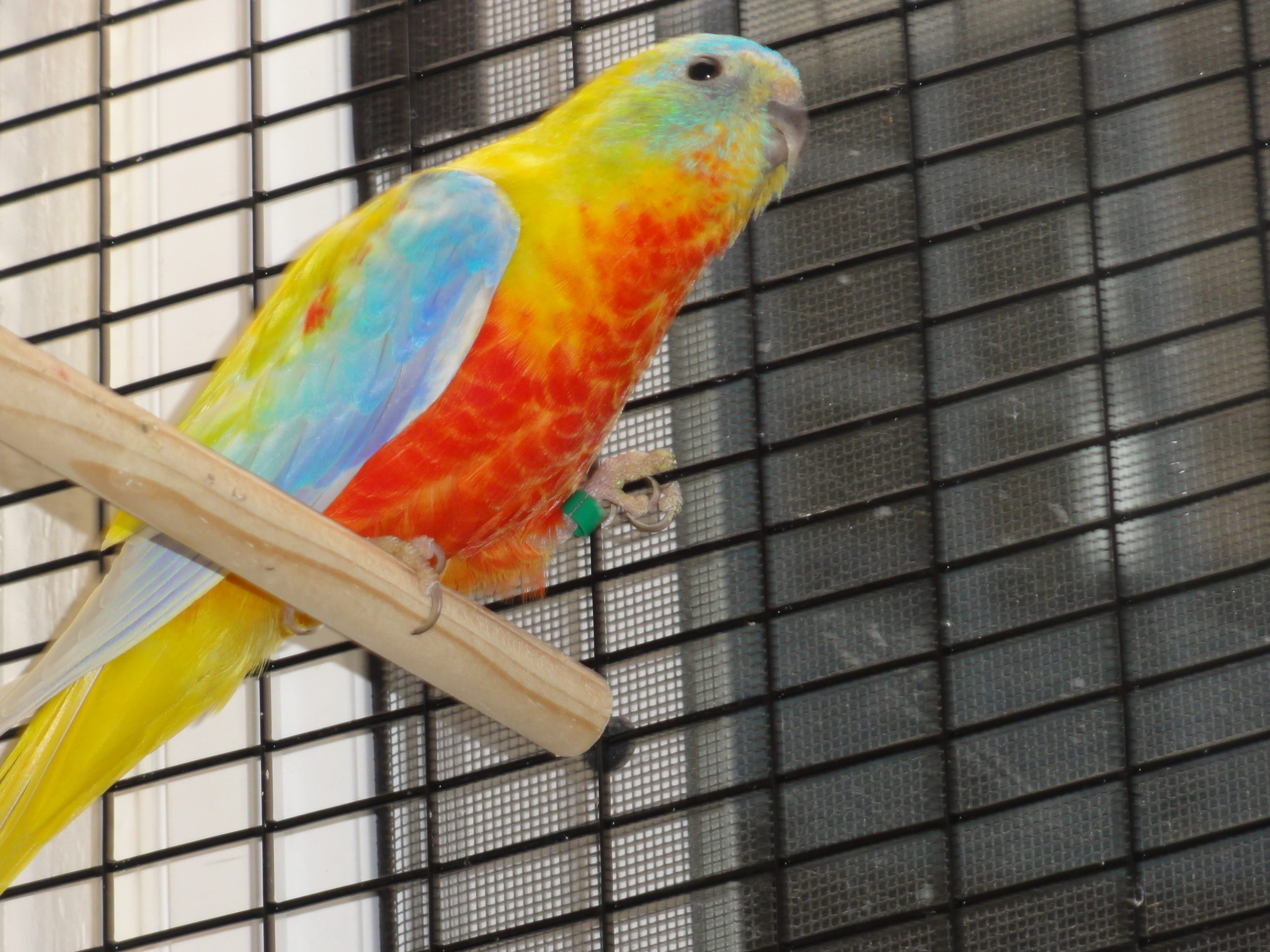 #27 (dilute, opaline 1.0)