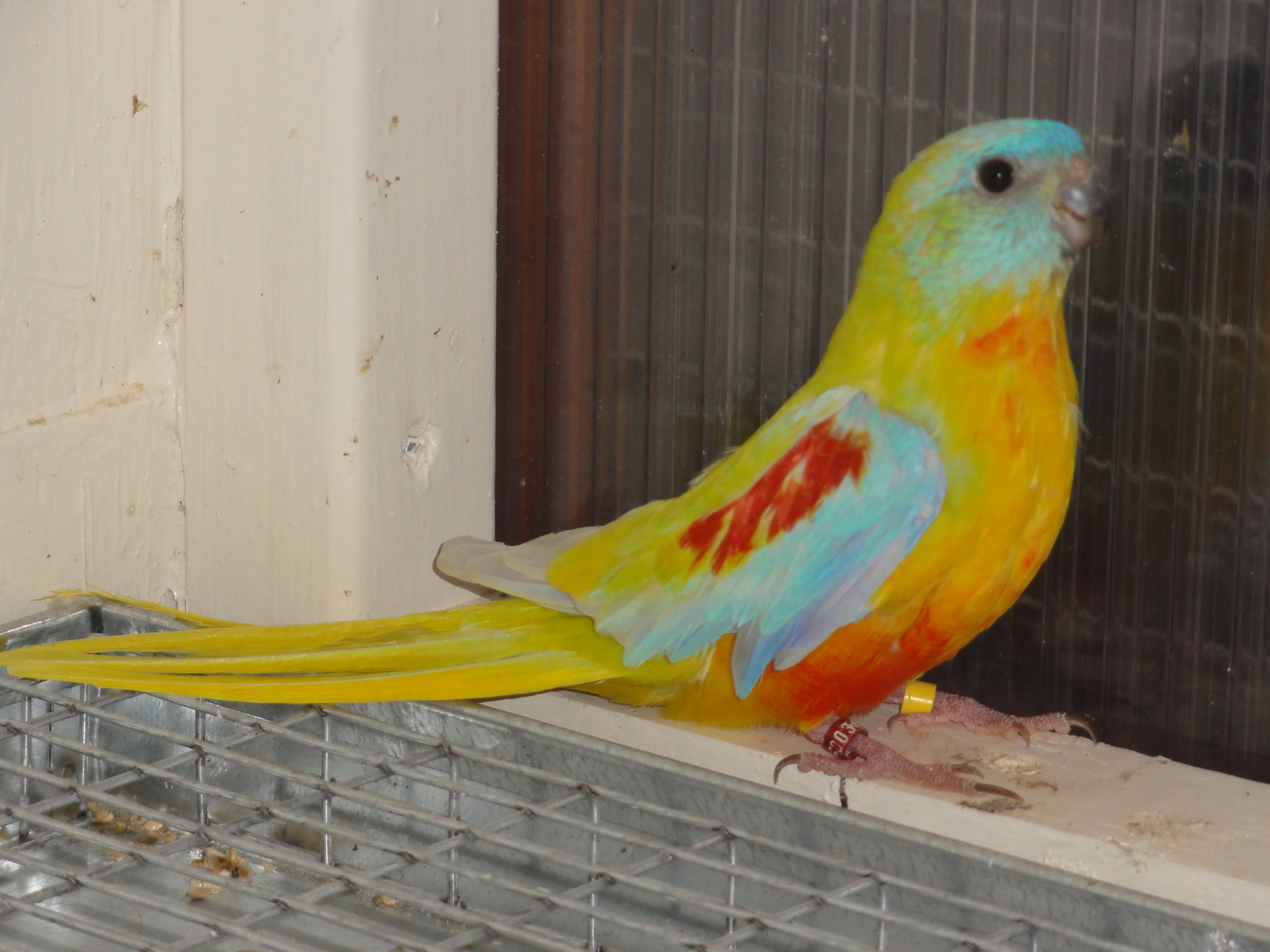 #34 turquoisine (dilute 1.0)
