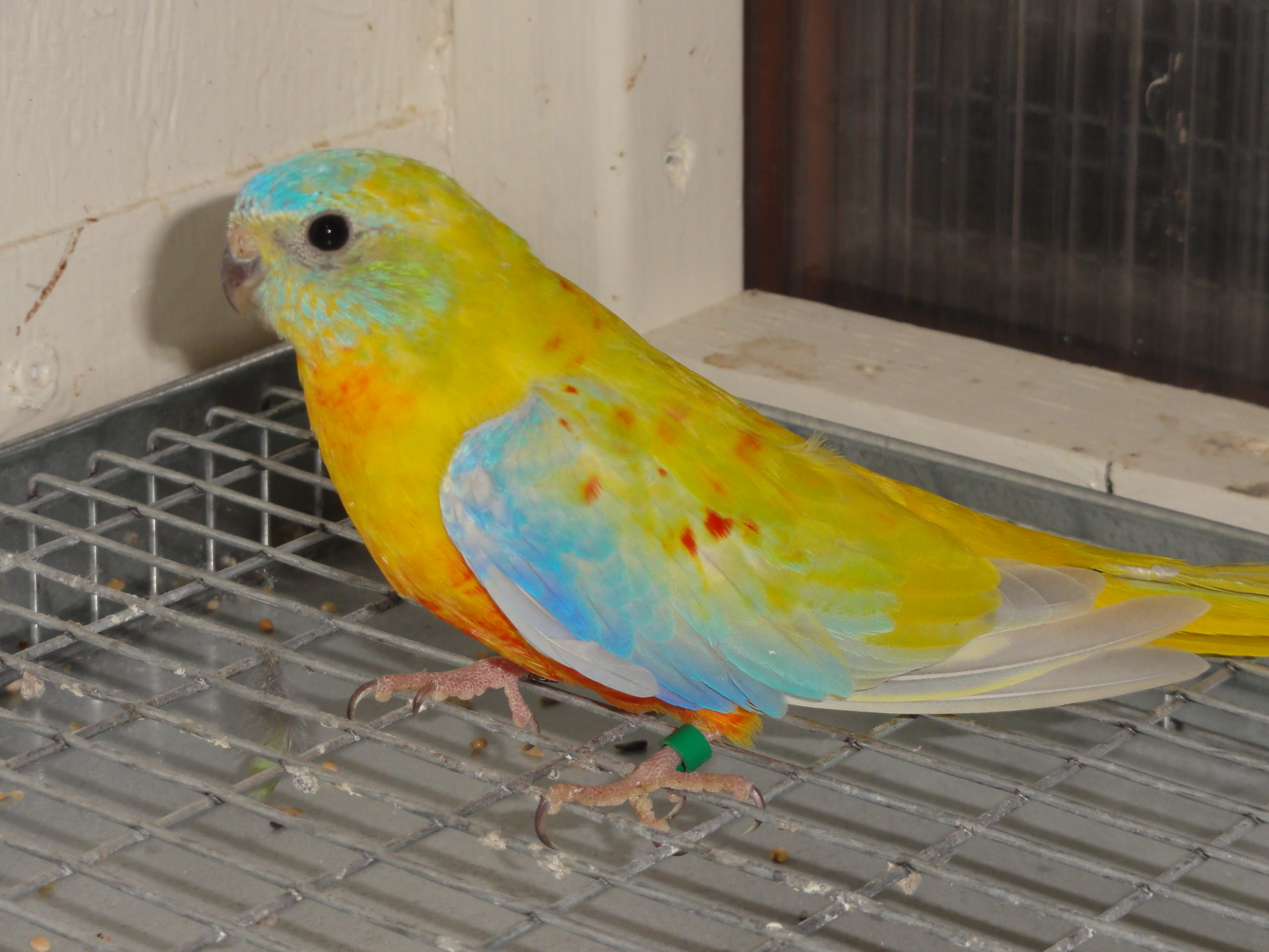 #40 (dilute, opaline 1.0)