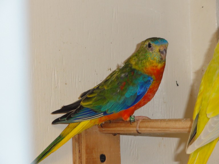 #67 turquoisine (normal, opaline / dilute 1.0)