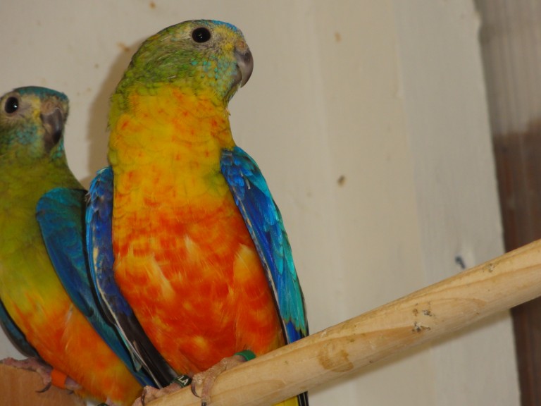 #66 turquoisine (normal, opaline / dilute 1.0)