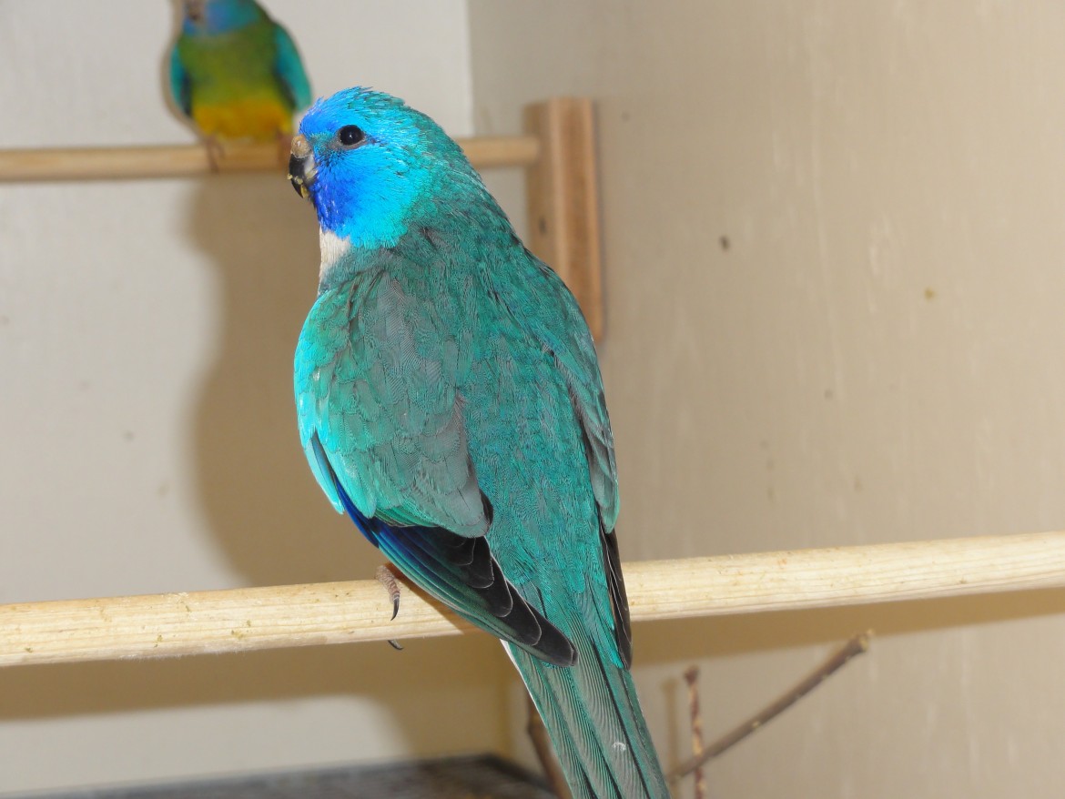 Splendid Parakeets Archives Lantana Aviary