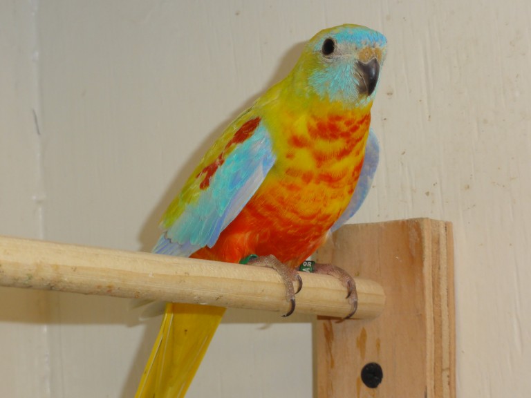 #58 turquoisine (dilute / opaline 1.0)