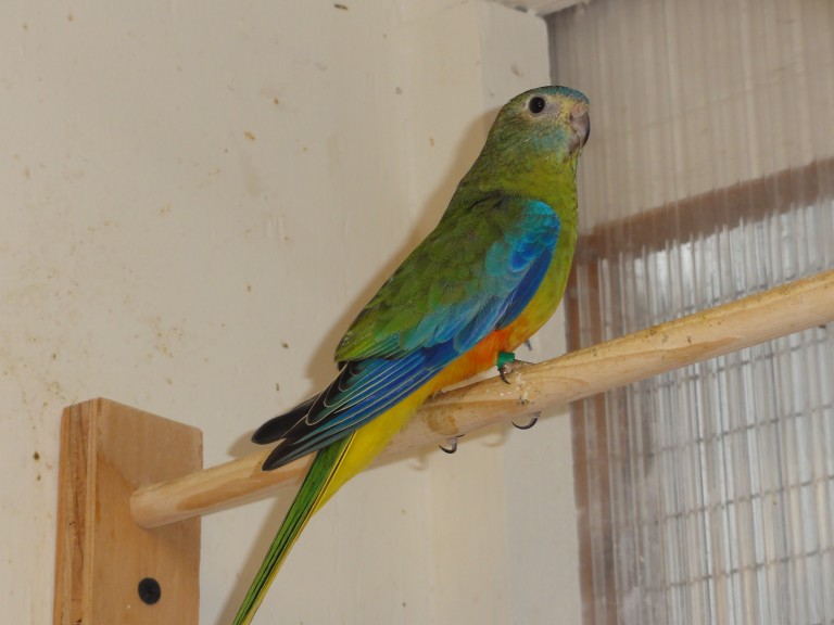 #57 turquoisine (normal / dilute 0.1)