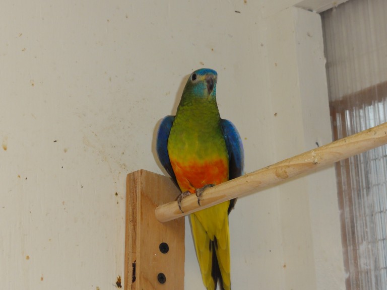 #69 turquoisine (normal / dilute 0.1)