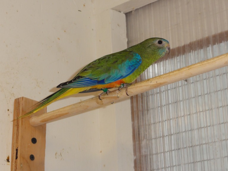 #63 turquoisine (normal / dilute 0.1)