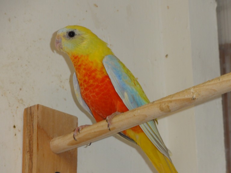 #71 turquoisine (dilute, opaline 0.1)