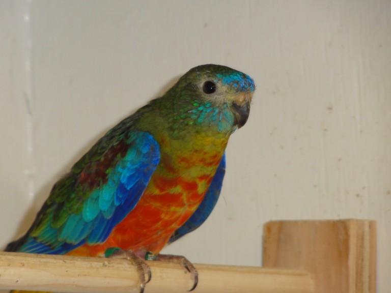 #72 turquoisine (normal / dilute, opaline 1.0)