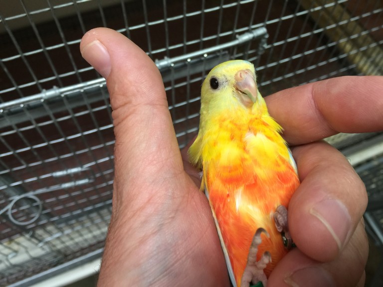 #59 turquoisine (dilute, opaline 0.1)